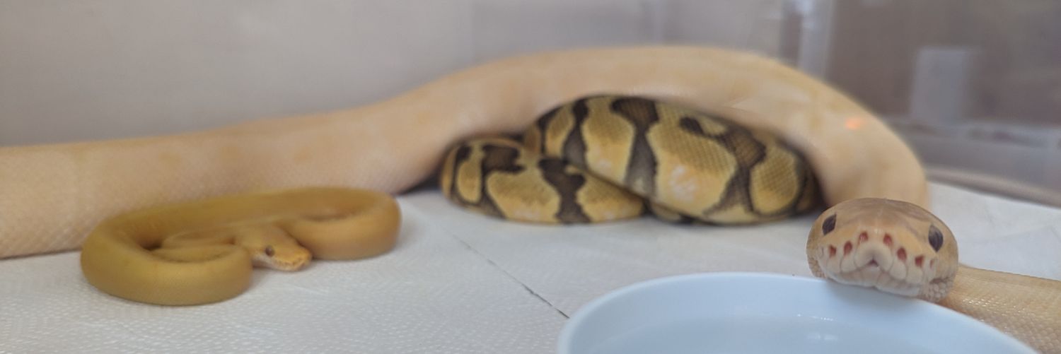 Lazy_xs's profile banner image
