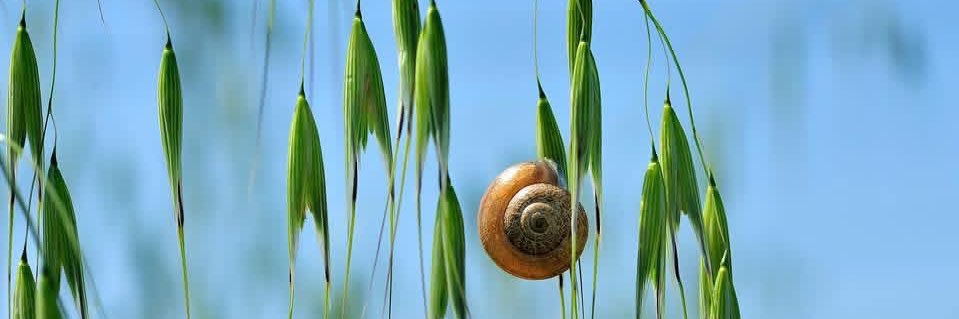 Guillem Ginard banner