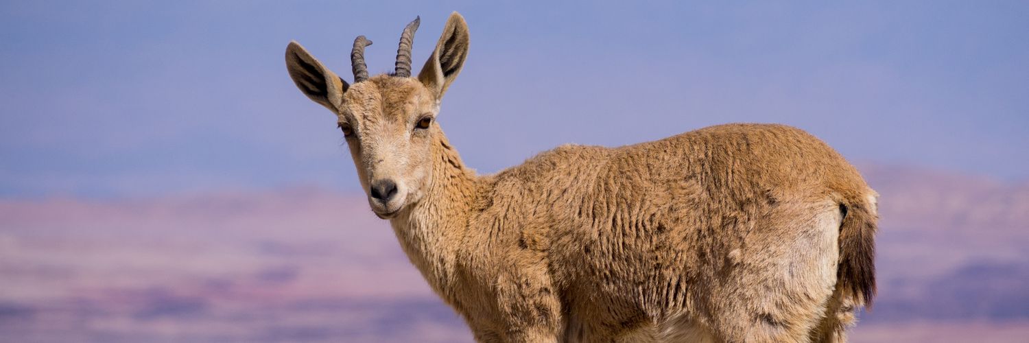 grpingel's profile banner image