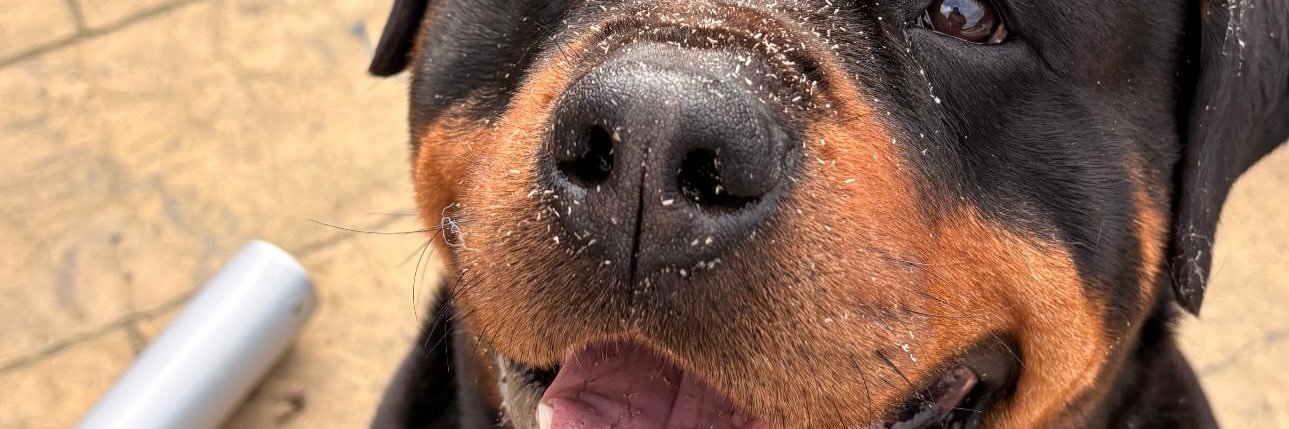 babeejosh's profile banner image