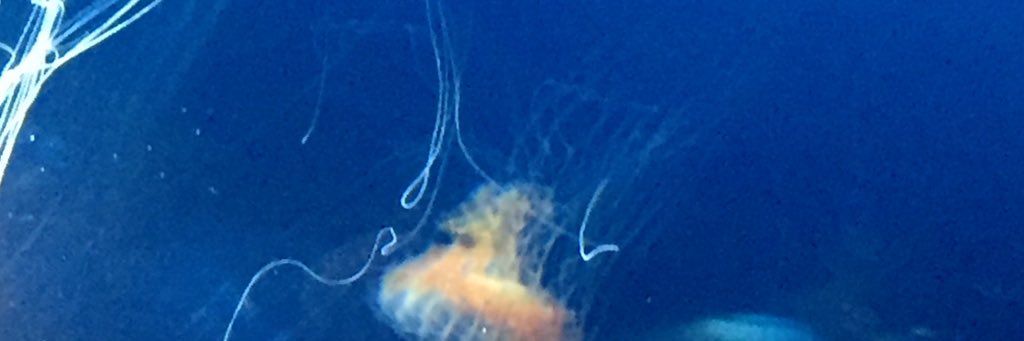 Isabella Breukelaar banner