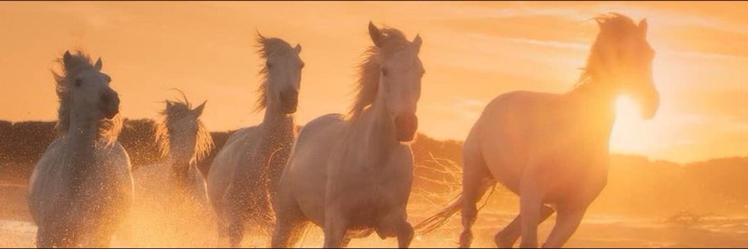 sadeceadaleet's profile banner image
