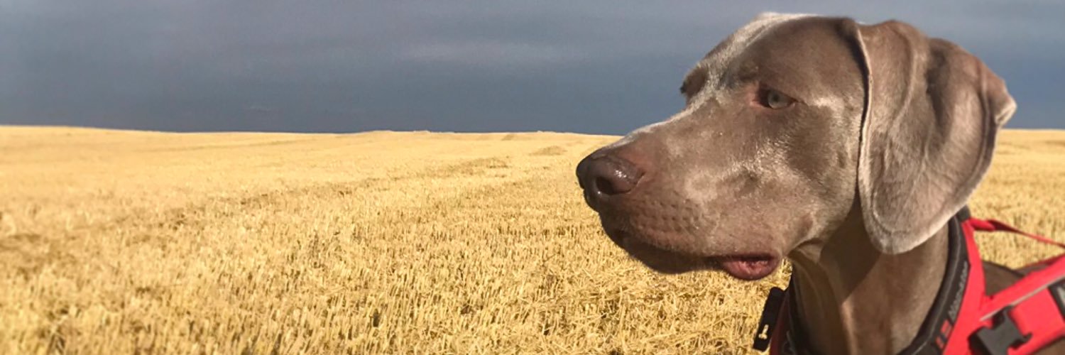 JamesAmazing's profile banner image