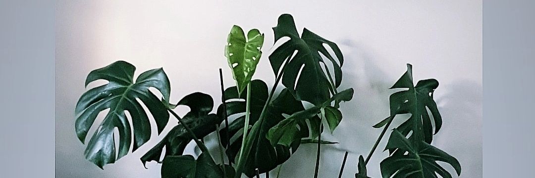 RireDefectueux's profile banner image