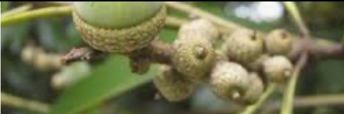 どんぐりの赤ちゃん banner