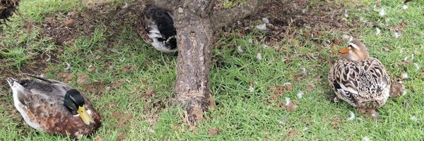 Sebamorales90 Profile Banner