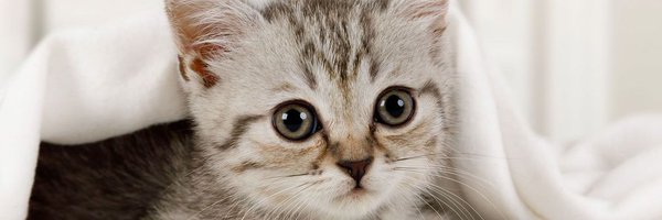 sing_0852 Profile Banner