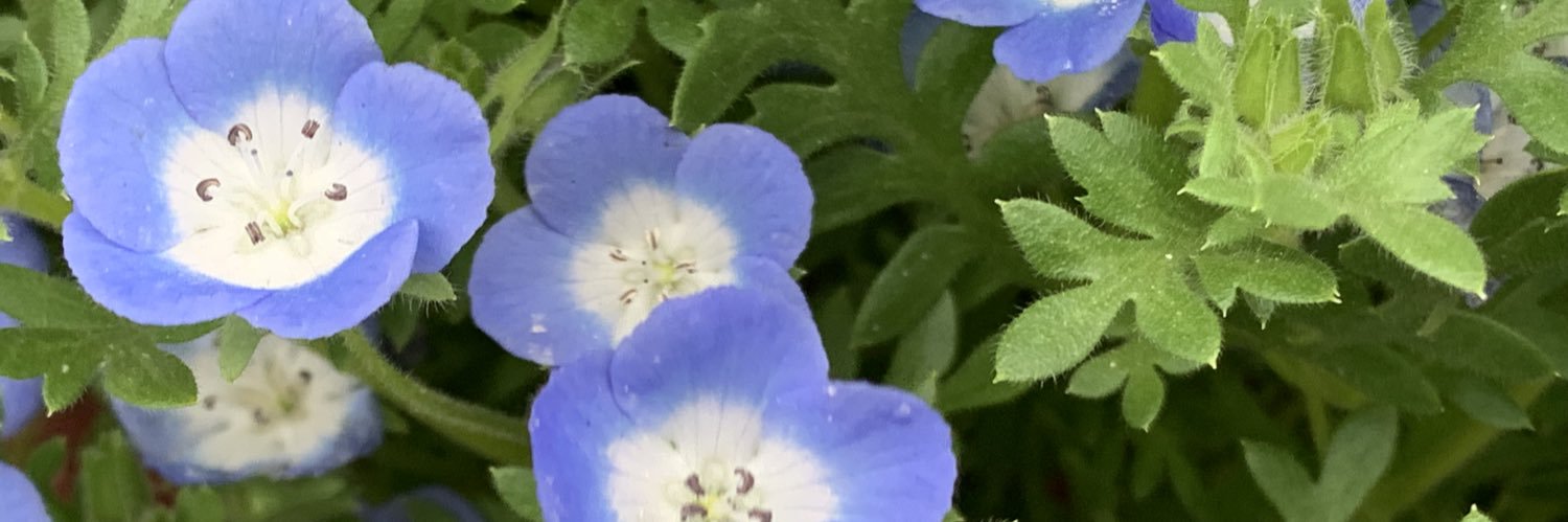 violet_09_v's profile banner image