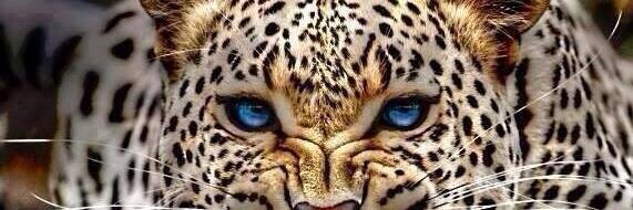Crouching Tiger banner