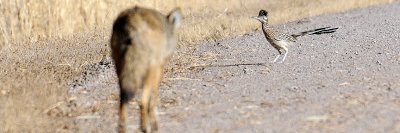 Peter da Silva banner