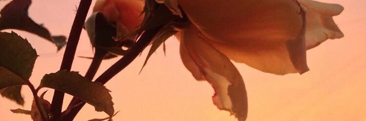 vanepugliesi's profile banner image