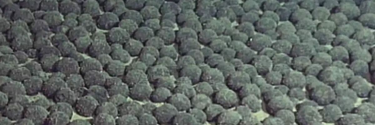 James Samuels banner