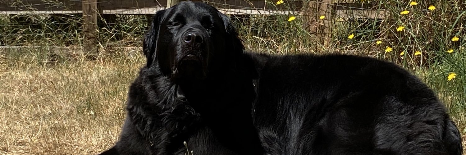 Cawnr_MS's profile banner image
