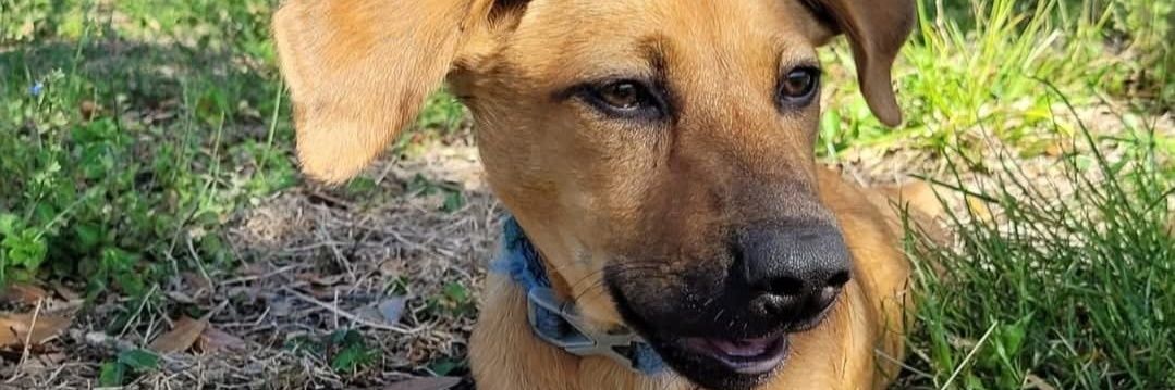 SatoDogs's profile banner image