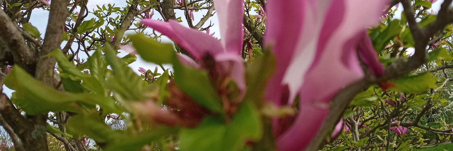 TetolingPilled's banner