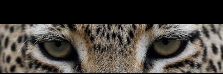balkanskyguveda's profile banner image