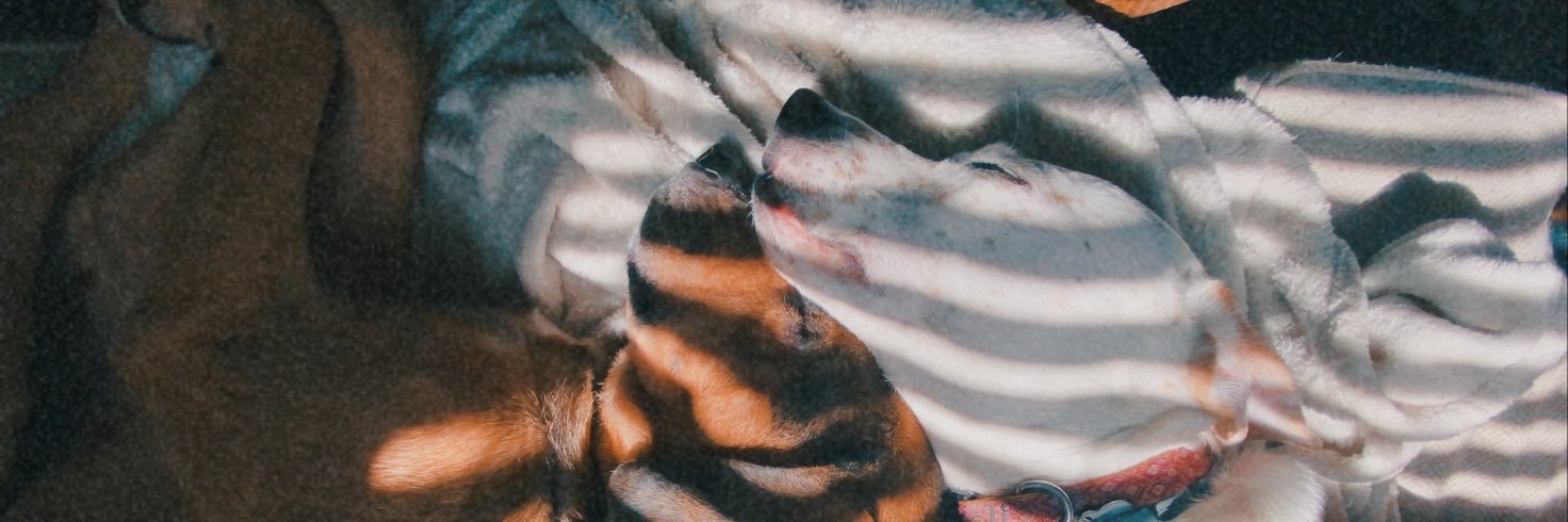 meghanthayer's profile banner image