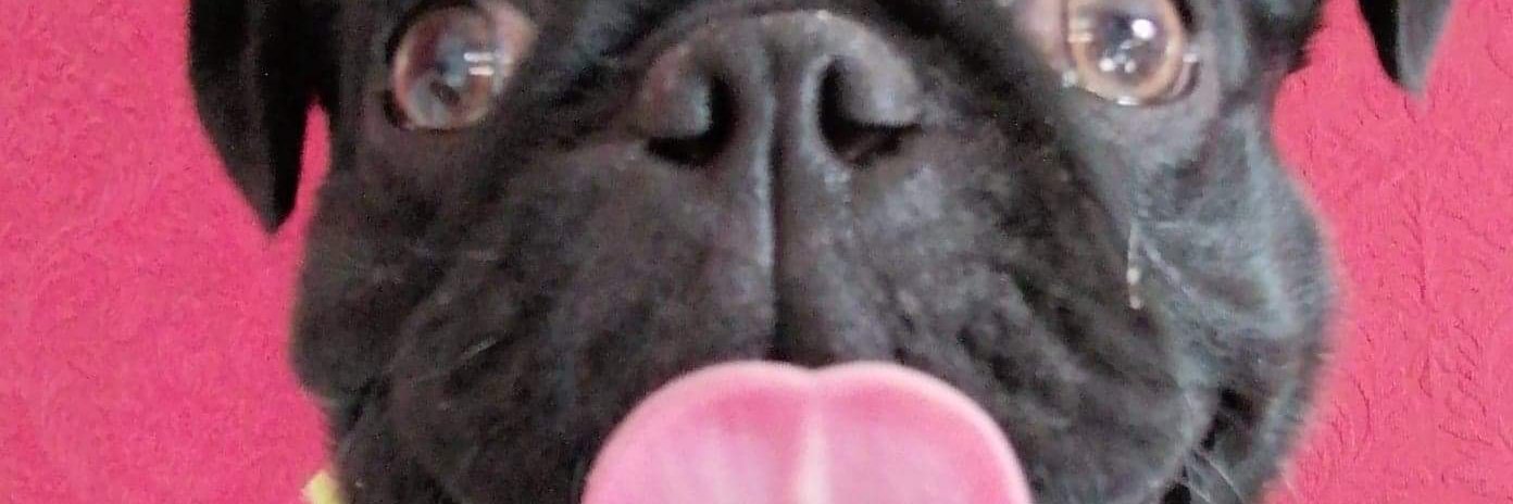 tess_42's profile banner image