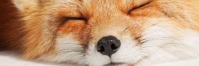 Shima(ป่วย) banner