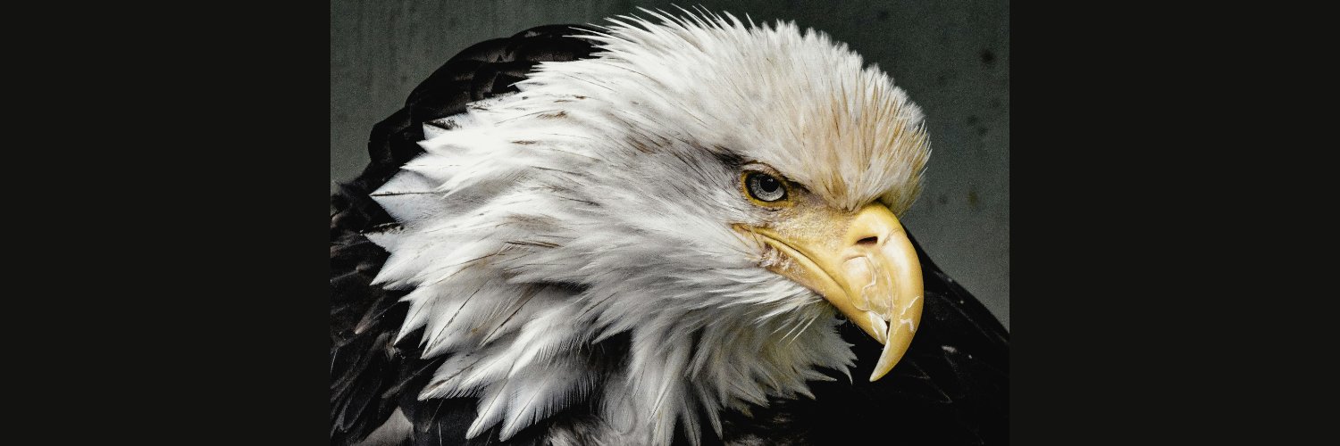 WindBeganToHowl's profile banner image