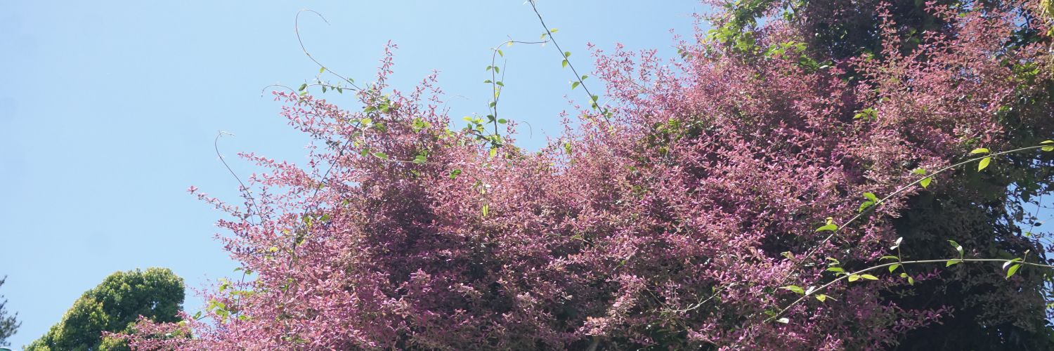 marchasa banner