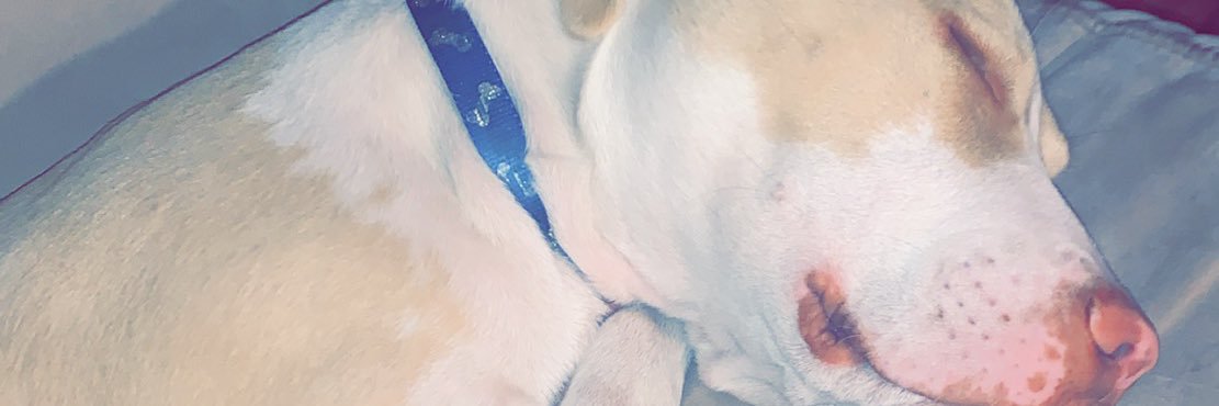 gracie_chaplin's profile banner image