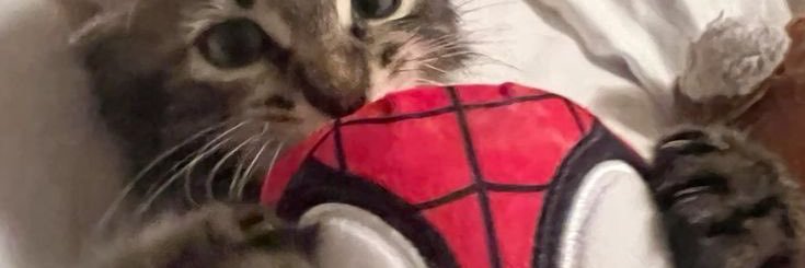 cindyy banner