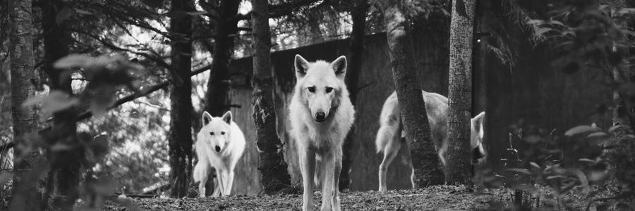 Ade McCormack banner