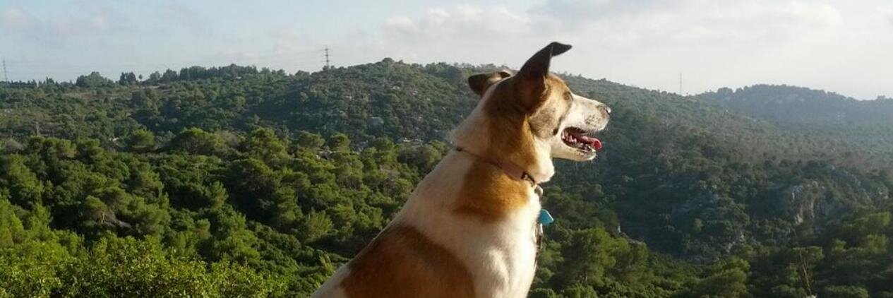 Maital Rozenboim banner