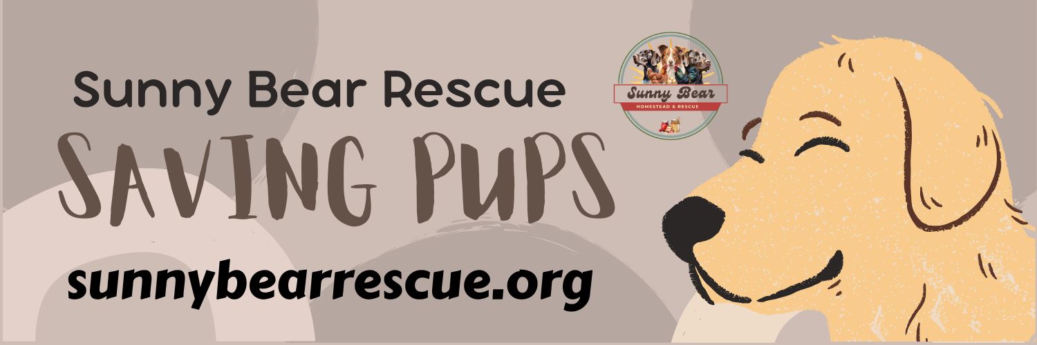 Sunny Bear Rescue (@sunnybearrescue) / Posts / X