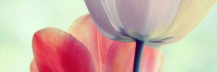 Ivanna M. banner