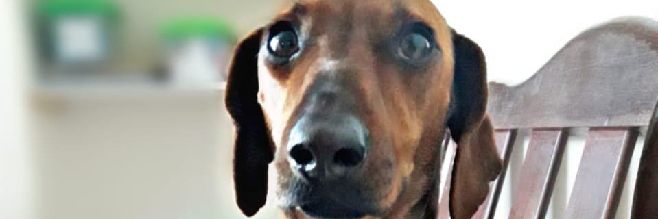 rotwch's profile banner image