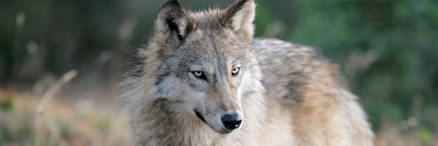 SnowWolfPro's profile banner image