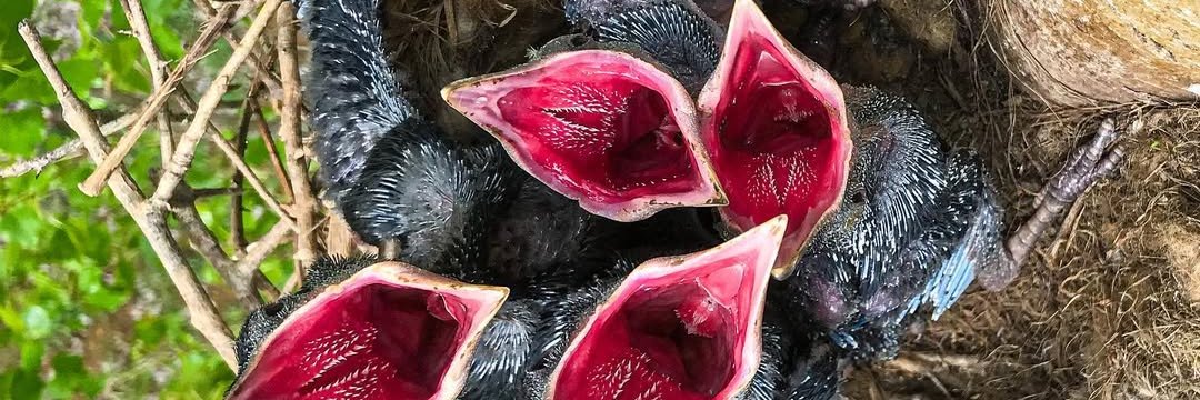 RASHIKA PEIBAM banner