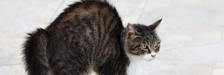 rocket battler banner