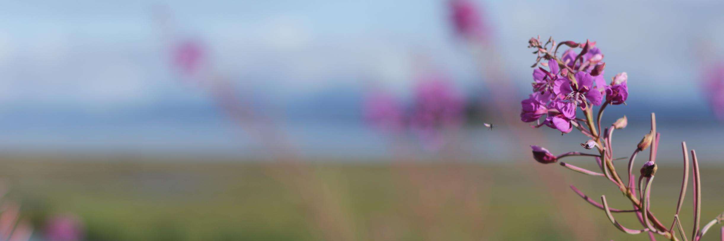 FRED MOGUL banner