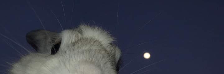 bbrreennddaa13's profile banner image