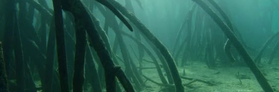Zygimantis's profile banner image