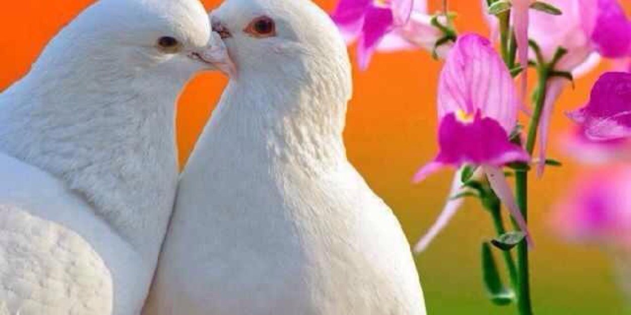 AlbaikMaged's profile banner image