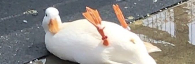 SweetSa1tT50's profile banner image