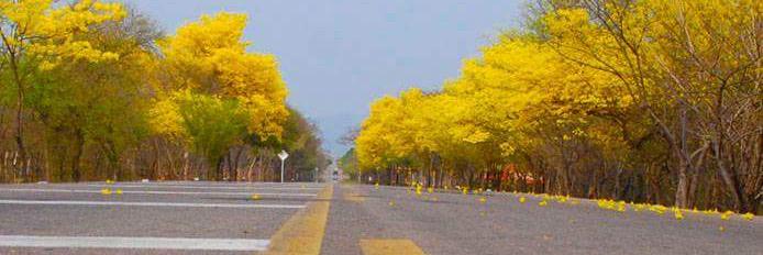 Rodolfo Quintero banner