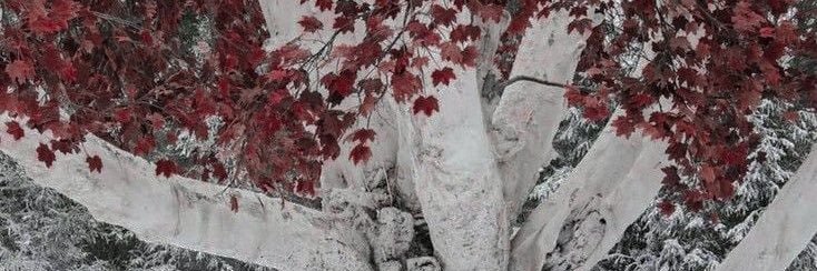 eloisa's banner