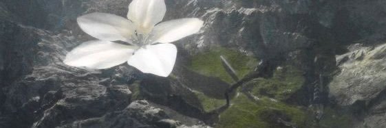 RLovesnoodles's profile banner image