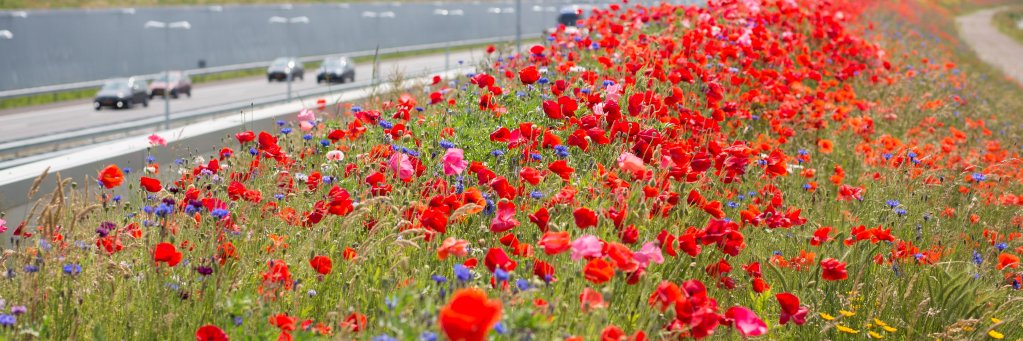 HONEY HIGHWAY banner