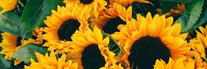 JolyMonteros's profile banner image
