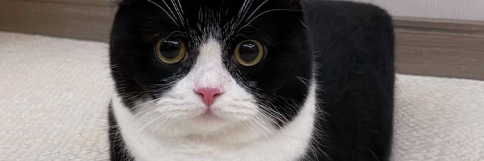 vvvis_o's profile banner image