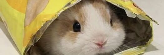 adntlks banner