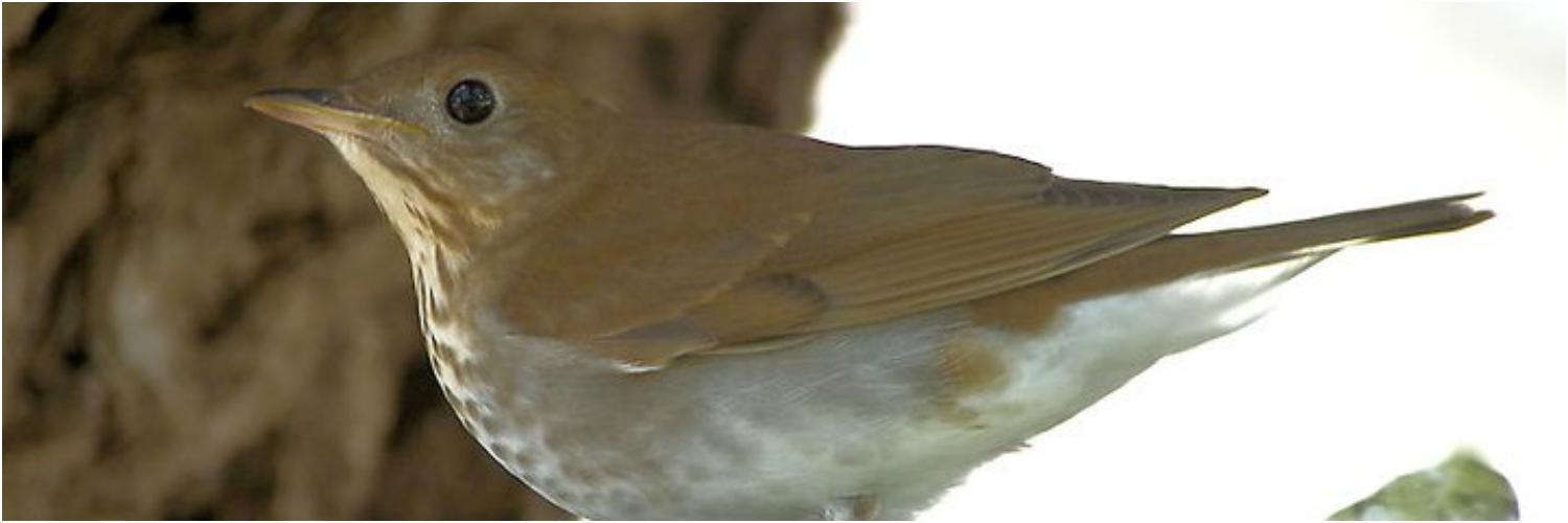 Optics4Birding's profile banner image