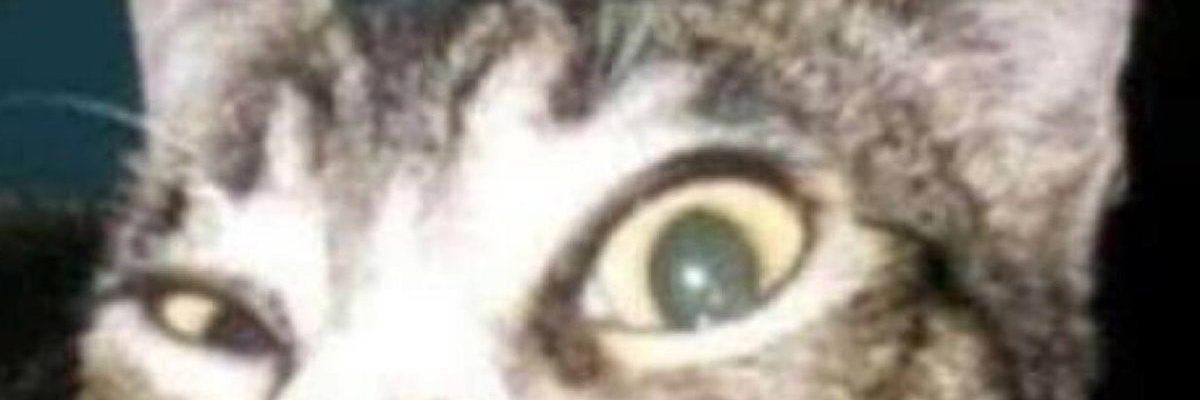 NineAlibek's profile banner image