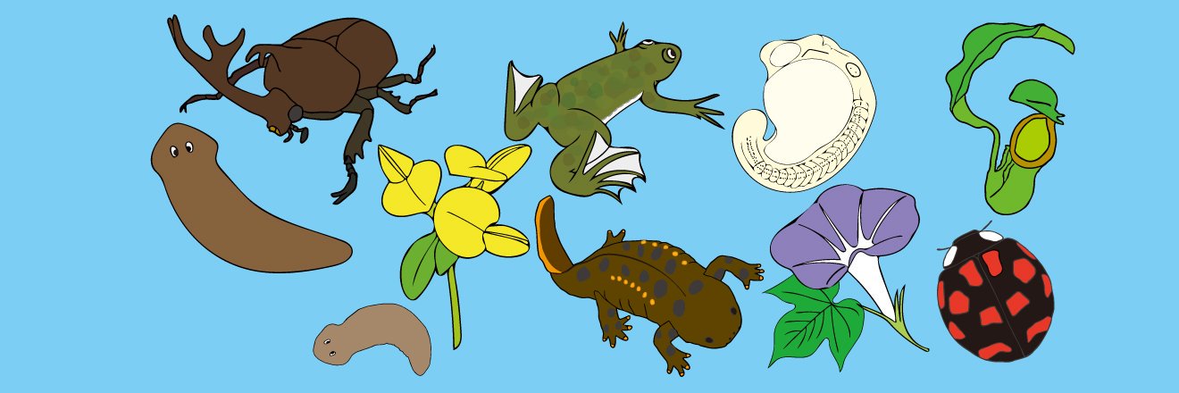 基礎生物学研究所広報室 NIBB banner